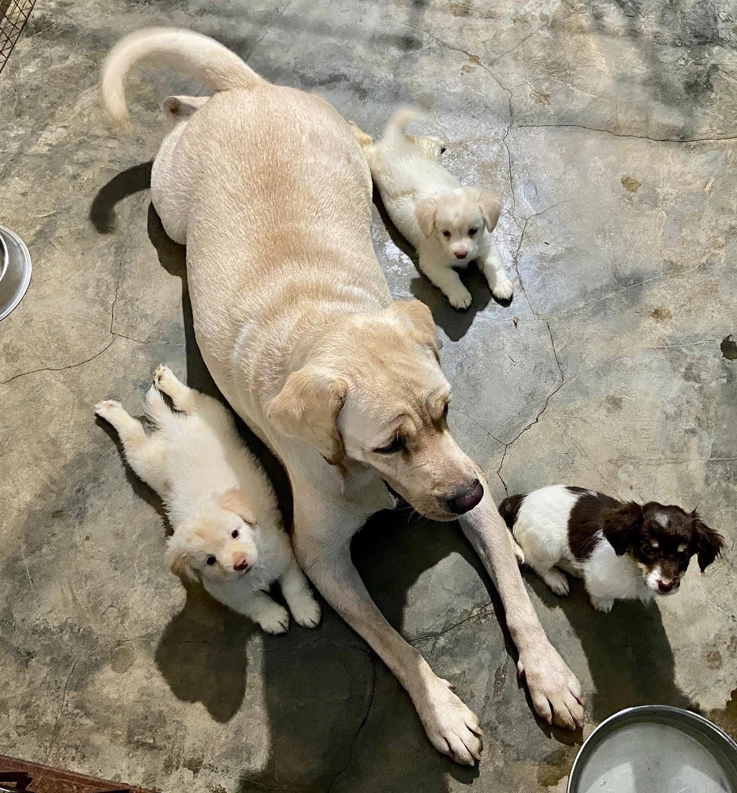 Mother dog with puppies playing together at DogNest resort