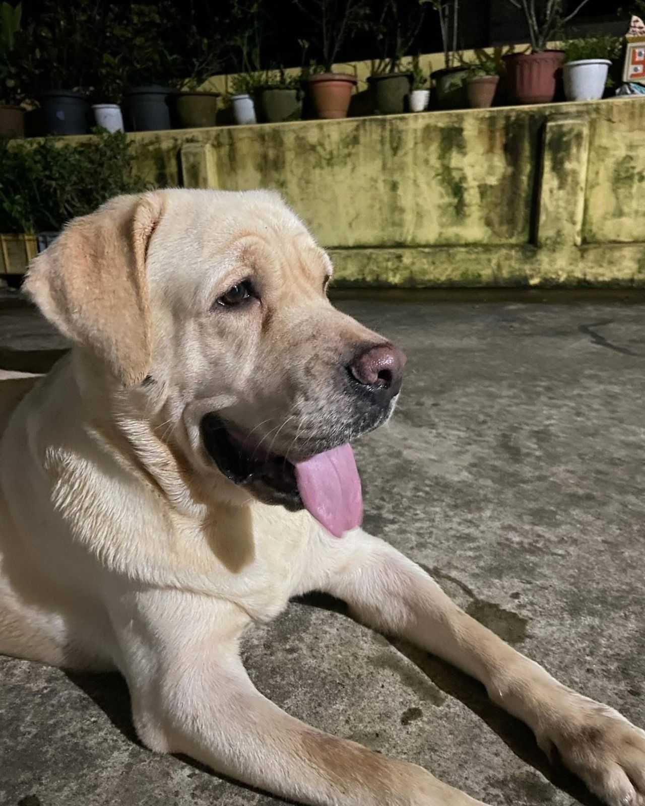 Dog learning focus and behavioral correction at DogNest