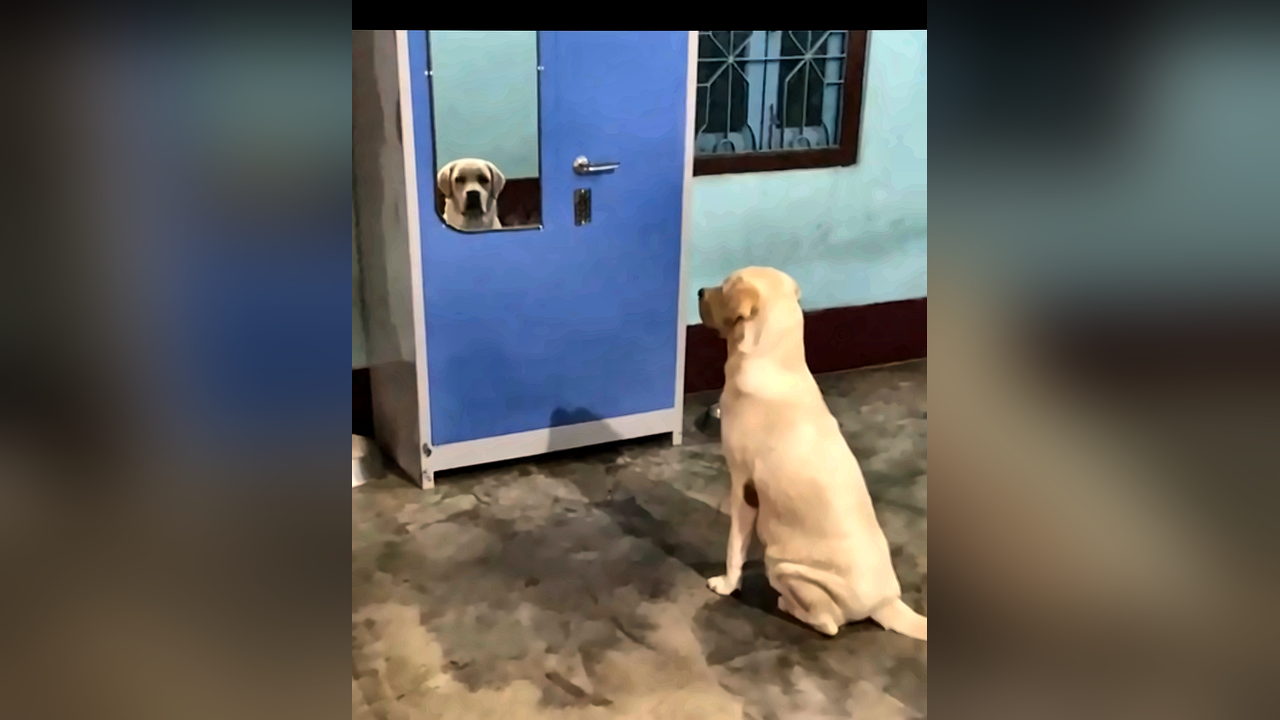 Dog enjoying comfortable boarding at DogNest resort
