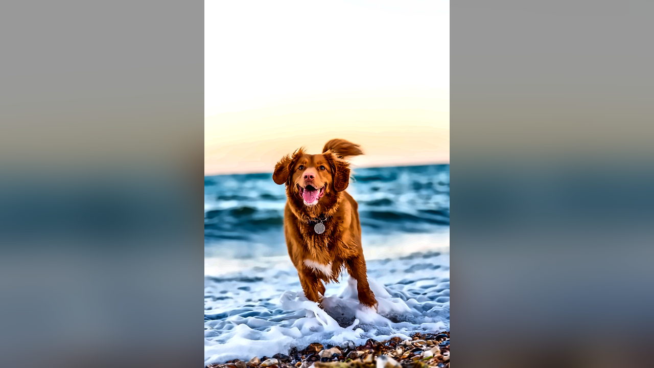 Happy dog running and playing in the fields at DogNest