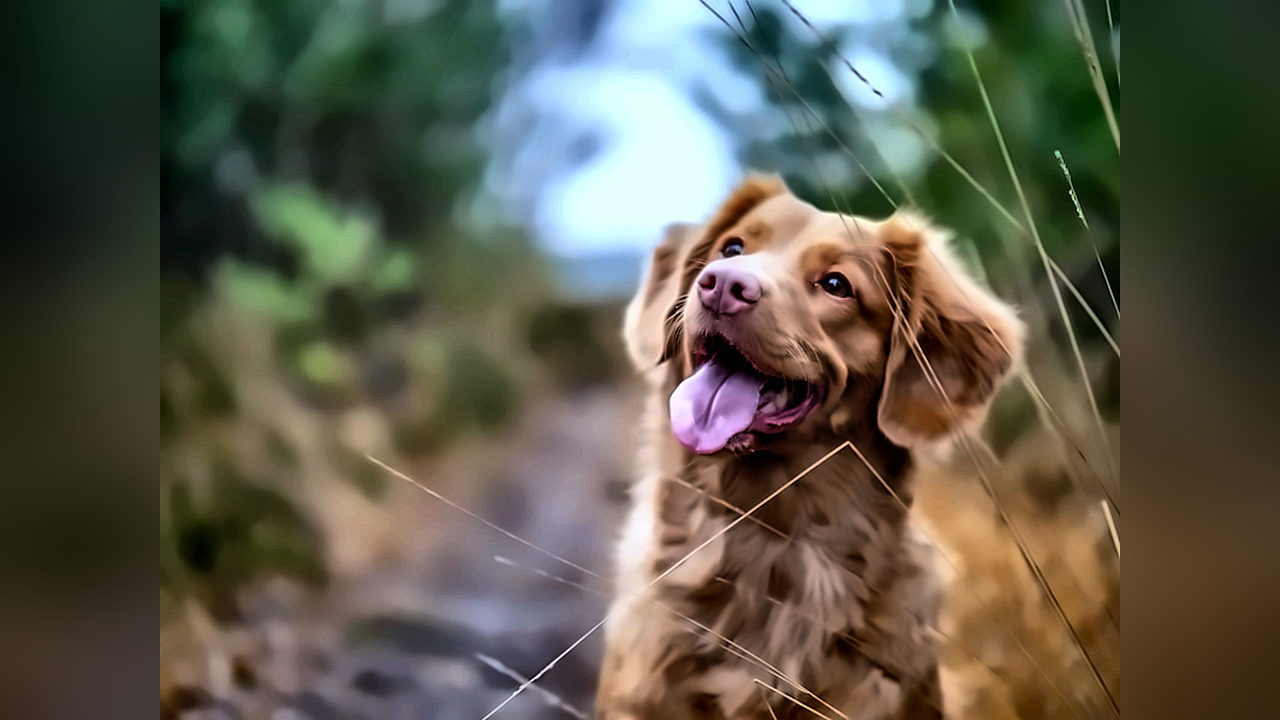 Dog training and running in the agility fields at DogNest