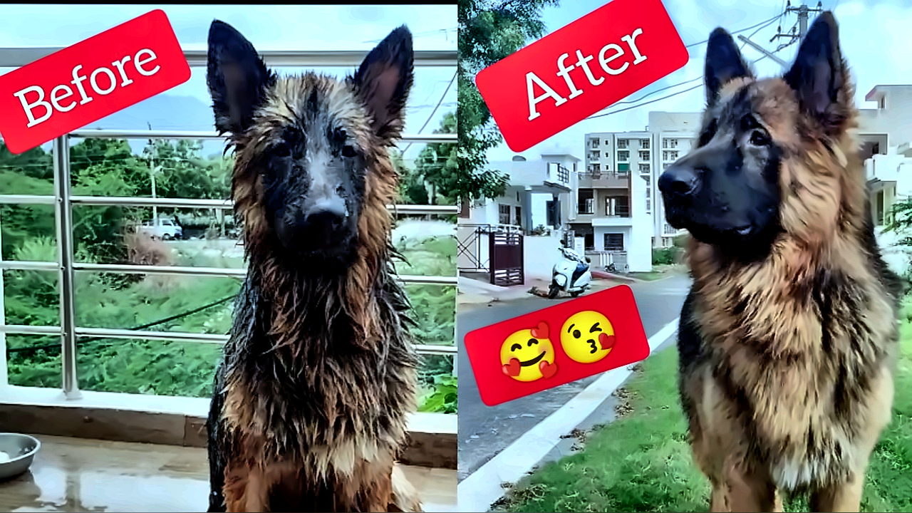Dog getting styled and groomed at DogNest spa
